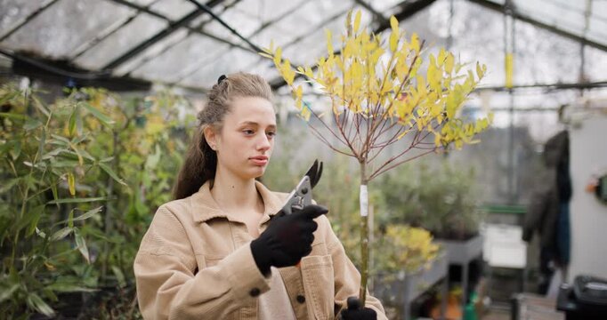 Young woman with pruners inspects the leaves of a young yellow tree in a greenhouse. Girl with black gloves holding gardening pliers.