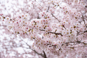 Obraz premium 満開の桜