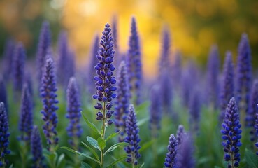 Fototapeta premium Close up view of Korean mint flower spikes in a sunlit garden. Delicate purple blue blooms and green leaves create natural texture and garden beauty. Floral background.