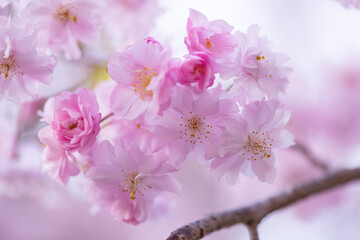 Fototapeta premium 春のしだれ桜