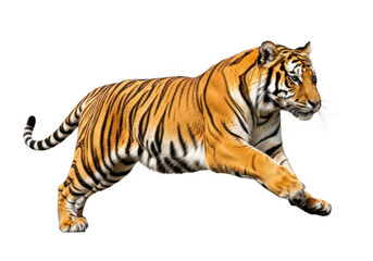 Obraz premium Majestic tiger running with powerful strides and vibrant orange fur isolated on transparent background