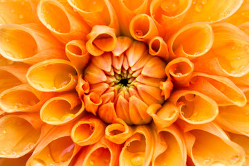 orange dahlia on a blurred background with a bokeh effect. macro photography of a plant. screensaver. free space. close-up. image for creativity. © AlMacro