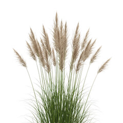 Fototapeta premium A cluster of dried wheat or pampas grass stalks isolated on transparent background