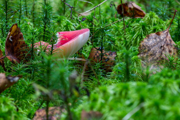 red Russula mushroom. macro photo of a mushroom growing in the forest in green sphagnum moss. blurred background. screensaver. free space. close-up.