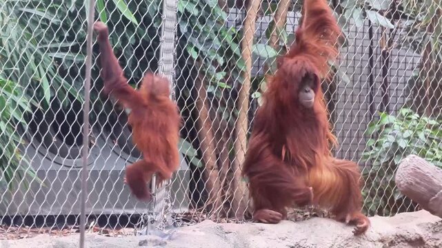 Sumatran orangutan (Pongo abelii)
