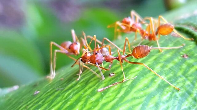 Macro of weaver ants (Oecophylla smaragdina) interacting and communicating on a vibrant green leaf. High-quality close-up showing social behavior of red ants in nature.