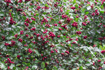 Obraz premium hawthorn. a plant with ripe berries. a solid background for creativity. a screensaver