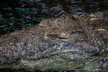 Fototapeta premium Dark Crocodile Lurking in Murky Water Under Low Light, Menacing Reptile Scene at Night
