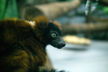 Obraz premium red ruffed lemur (Varecia rubra) in zoo, close up