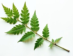 Fototapeta premium Green neem leaves branch with multiple leaflets. Fresh herbal plant isolated on white background. Natural remedy ingredient for medicine and pest control.