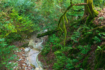 Mossy trees in the rainforest with a stream flowing through it
