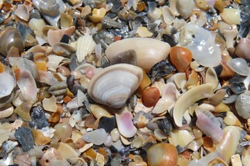 Seashells background on Florida beach