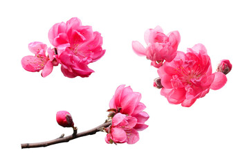 pink cherry blossom flowers isolated on white