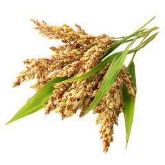 proso millet with panicle of glutinous broomcorn millet [Transparent Background PNG].