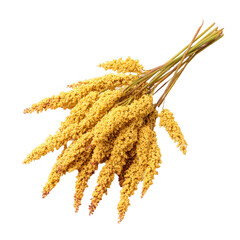 proso millet with panicle of glutinous broomcorn millet [Transparent Background PNG].