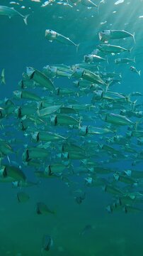 Vertical footage, Close-up of large shoal of Striped mackerel swim down and filters plankton with open mouths in turquoise water, Slow motion of Indian mackerel, Rastrelliger kanagurta