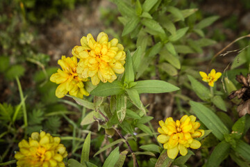 Fototapeta premium Zinnia flowers in the garden stock image