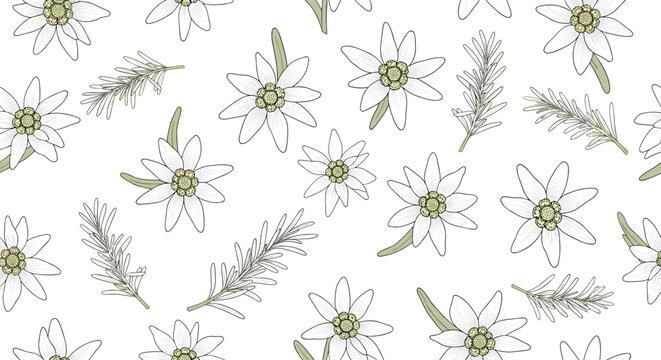 Elegant seamless floral pattern featuring scattered edelweiss flowers and rosemary sprigs on a clean white background for design.