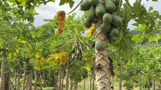 Papaya trees stand across a plantation carrying clusters of green fruits, indicating active fruit production. Tropical orchard.