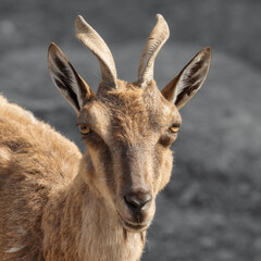 Portrait of a female Markhor