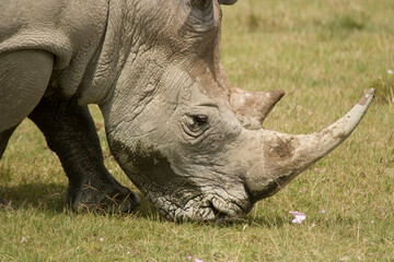 Obraz premium White rhinoceros (Ceratotherium simum), Lake Nakuru National Park, Kenya