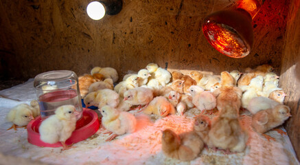 Newborn chicks resting under heat lamp in small poultry brooder © Olha Semeniv