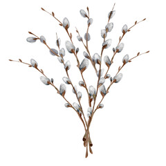Watercolor illustration pussy willow branches  © Sagi Jane Art