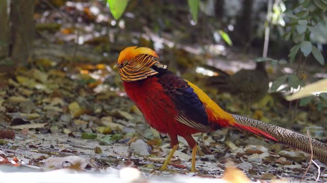 A golden pheasant, one specie of chicken with colorful vibrant red and yellow like golden feather during walking on dirt ground. Animal portrait footage.