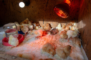 Newborn chicks under heat lamp in poultry brooder box © Olha Semeniv