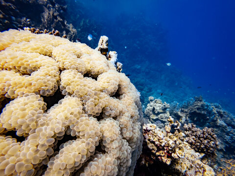 Bubble coral Plerogyra sinuosa