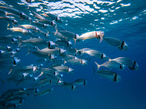 School of Indian mackerel above coral reef