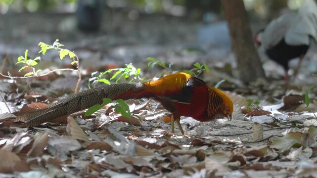 A golden pheasant, one specie of chicken with colorful vibrant red and yellow like golden feather during walking on dirt ground. Animal portrait footage.