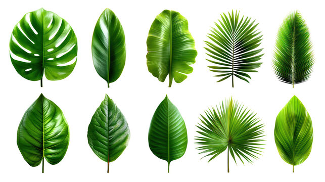 Tropical leaves set collection of lush green tropical leaves perfect for nature inspired designs and backgrounds