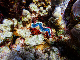 Giant clam on coral reef