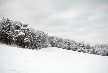 Obraz premium Snowy meadow with a forest edge under a cloudy winter sky, suitable for nature, travel, seasonal background, relaxation and outdoor concepts.