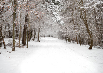 Snow-covered forest path forming a natural tunnel of trees in winter, suitable for travel, outdoor activity, seasonal background and nature concepts.