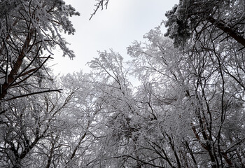 Fototapeta premium Snow-covered tree crowns form a frozen winter canopy against a pale sky, showing frost, cold air and quiet winter atmosphere in a forest landscape. 