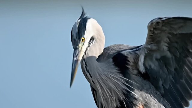 Great Blue Heron Preening Feathers Closeup.