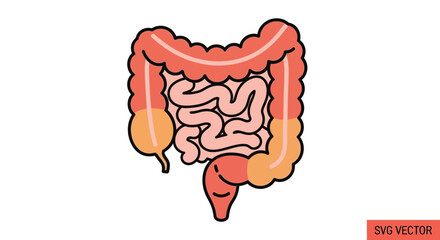 Human Digestive System Anatomy - Intestines Cartoon Illustration