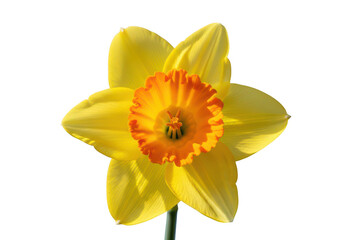 A single yellow daffodil flower on a white background isolated on transparent background © Sejjil