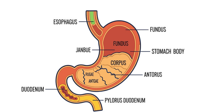 Human Stomach Anatomy Diagram