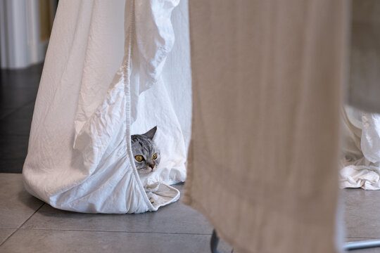Gray domestic cat hiding under a wet white sheet hanging on a drying rack, using it as a natural air conditioner during a hot summer day indoors.