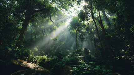 Obraz premium Sunlight Through Forest Trees with Green Nature and Peaceful Atmosphere