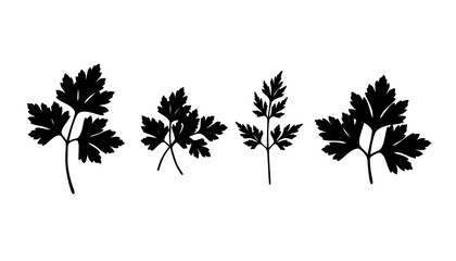 Fototapeta premium Parsley Leaf Silhouette
