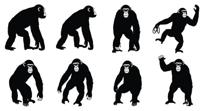 Chimpanzee silhouettes displaying various natural and expressive poses