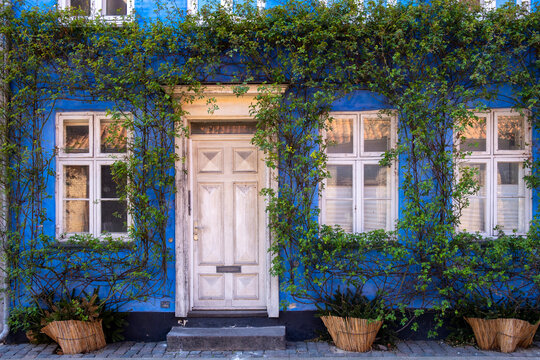 Calm home entrance with ivy and plants on blue facade and door shows architecture character in copenhagen denmark with soft light today