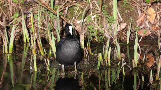 Coot (Fulica atra)