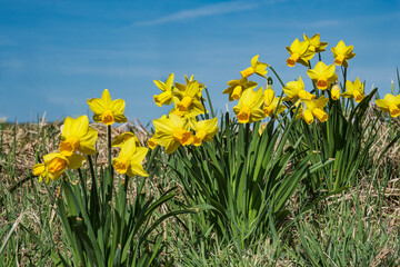 Obraz premium Close-ups of beautifully blooming daffodils as harbingers of spring against a blue sky
