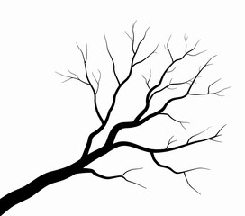 Fototapeta premium Bare tree branch with no leaves on white background