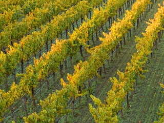 Vineyard rows in the Los Carneros (Carneros) wine region near the Napa&ETH;Sonoma county line, California, USA, at golden hour in November 2025.